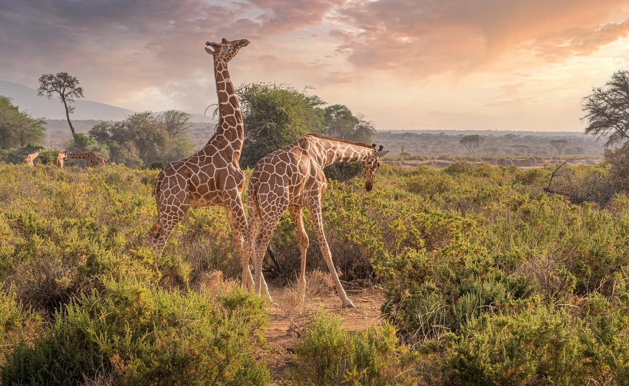 Charter Kenya - Safari & Sejur la Oceanul Indian