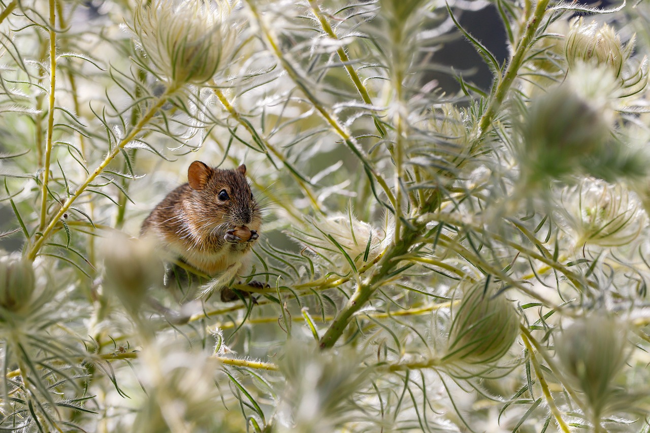 Dugi Rat