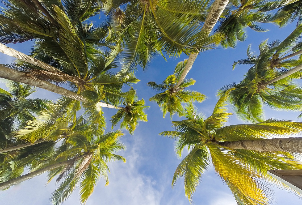 Coconut Island